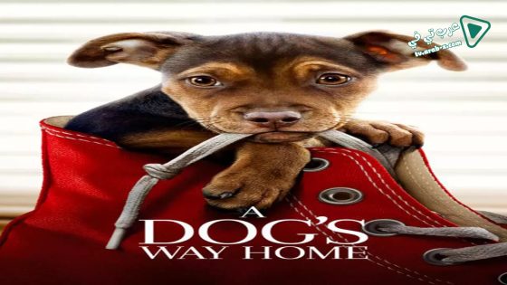 فيلم A Dog’s Way Home 2019 مترجم