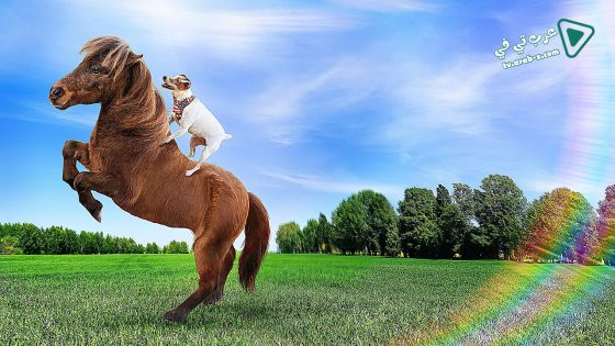 فيلم Adventures of Dally & Spanky 2019 مترجم