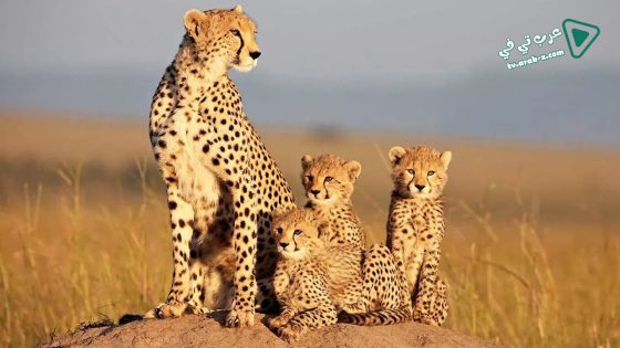 فيلم African Cats 2011 مترجم