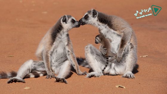 فيلم Island of Lemurs Madagascar 2014 مترجم