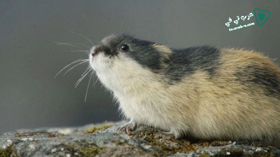 فيلم Lemming the little giant of the North 2017 مترجم